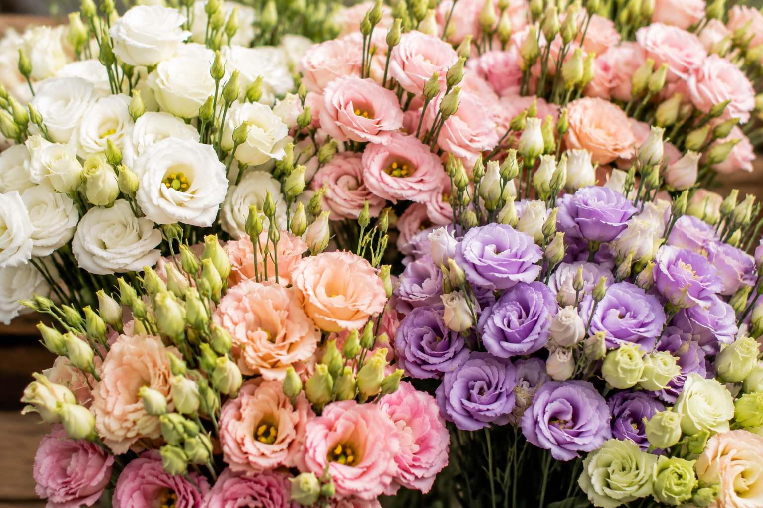 Lisianthus – elegante Blüten für Hochzeit & Event