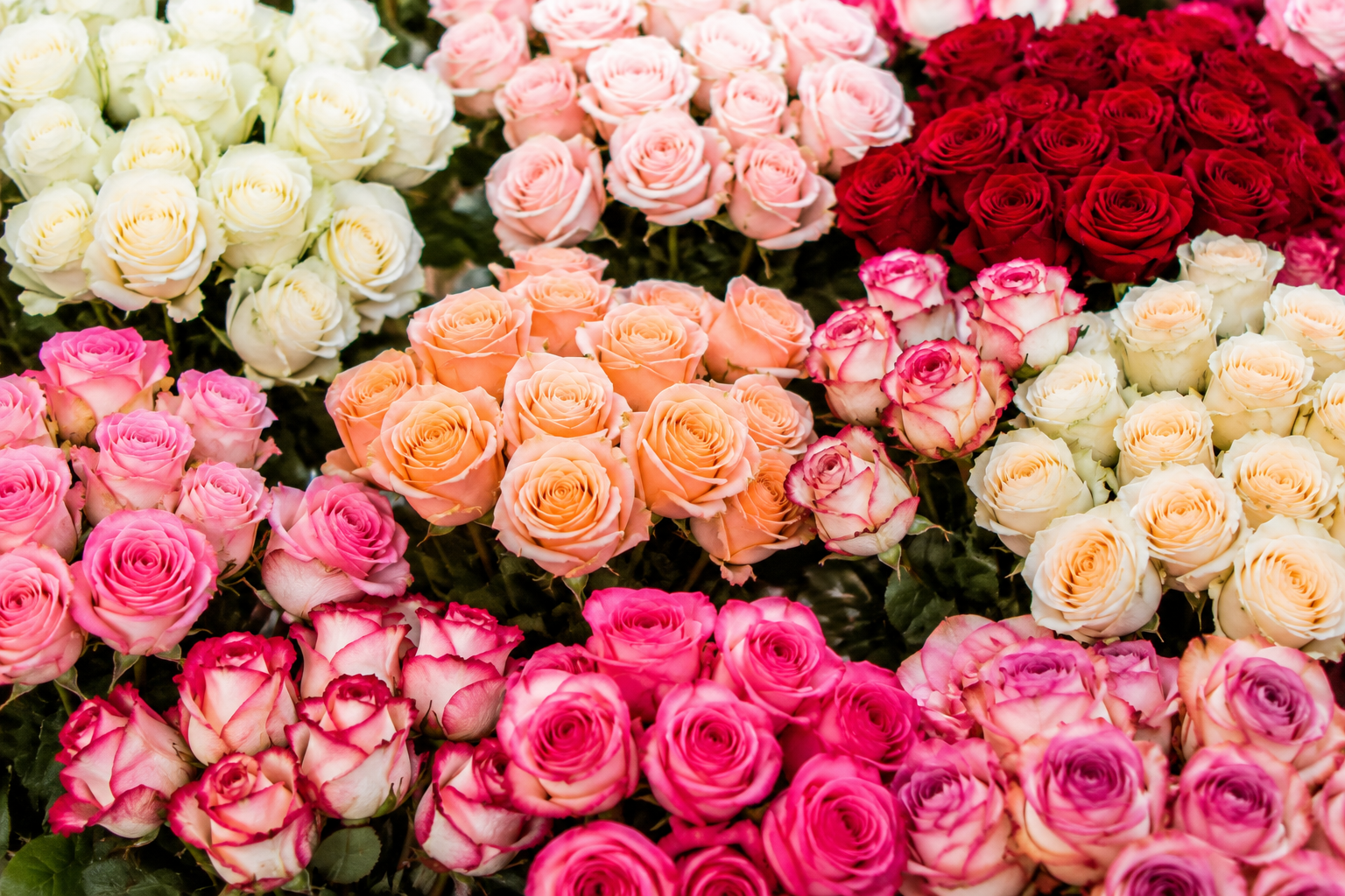 Rosen – Klassiker & Premium-Sorten