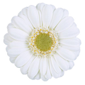 Germini 'Albino' (Mini-Gerbera) – Der strahlende Hochzeitstraum in Reinweiß (10er-Bund)