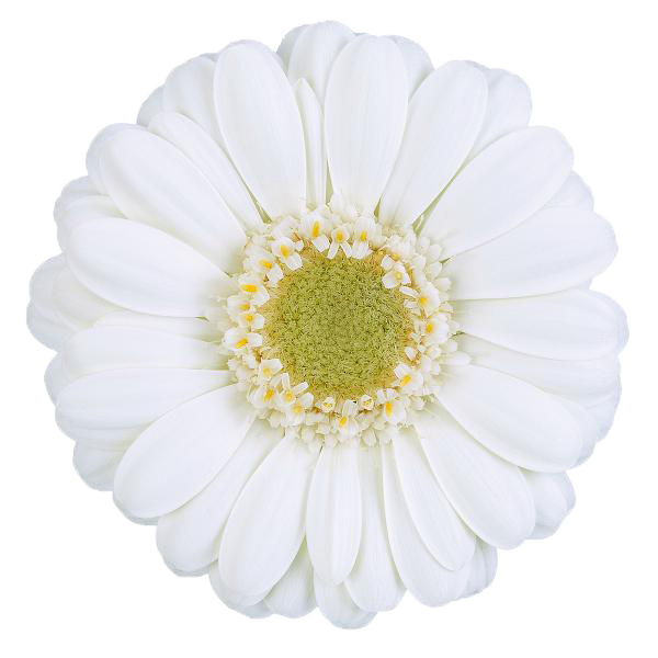 Germini 'Albino' (Mini-Gerbera) – Der strahlende Hochzeitstraum in Reinweiß (10er-Bund)