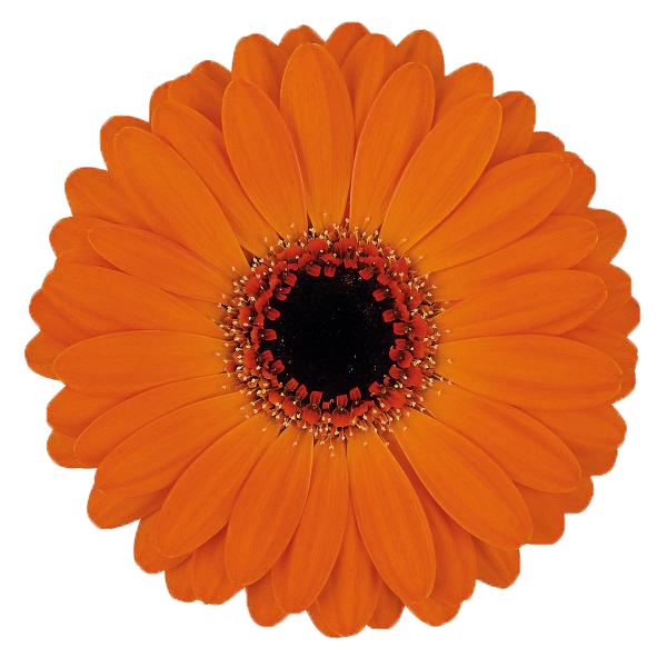 Germini 'Allure' (Mini-Gerbera) – Das leuchtende Hochzeitshighlight in sattem Orange (10er-Bund)