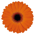 Germini 'Allure' (Mini-Gerbera) – Das leuchtende Hochzeitshighlight in sattem Orange (10er-Bund)