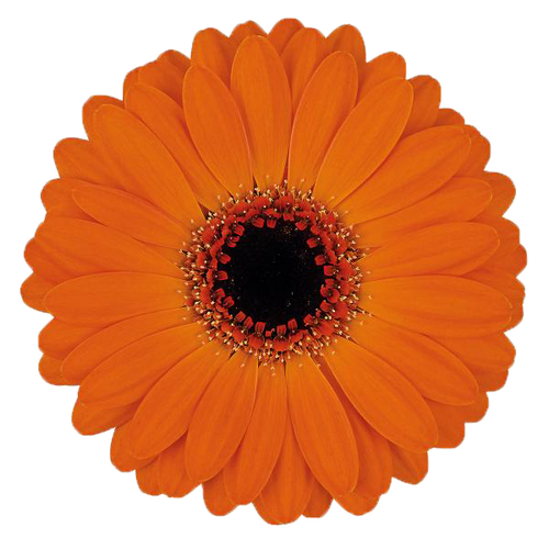 Germini Allure – Leuchtend Orange | 20 Stiele
