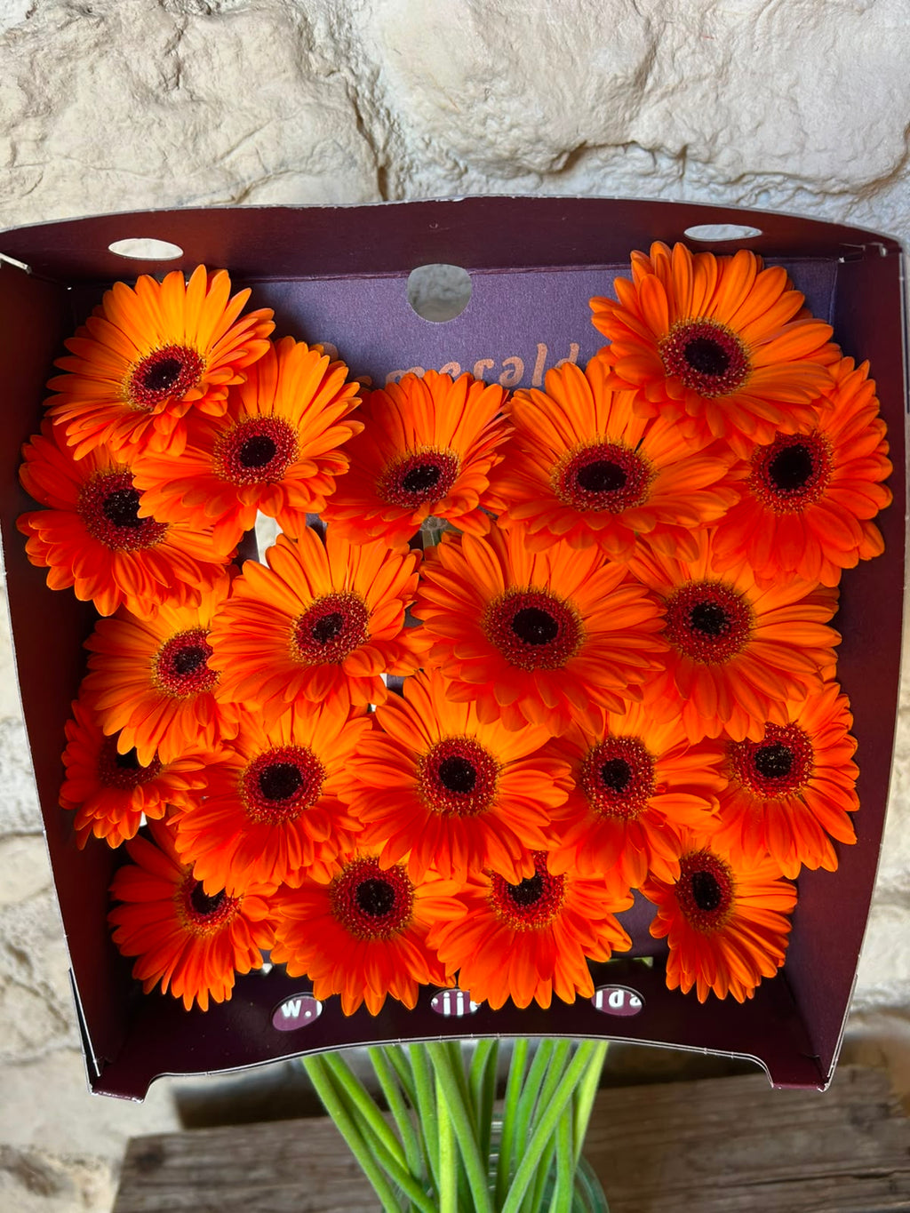 Germini 'Allure' (Mini-Gerbera) – Das leuchtende Hochzeitshighlight in sattem Orange (10er-Bund)