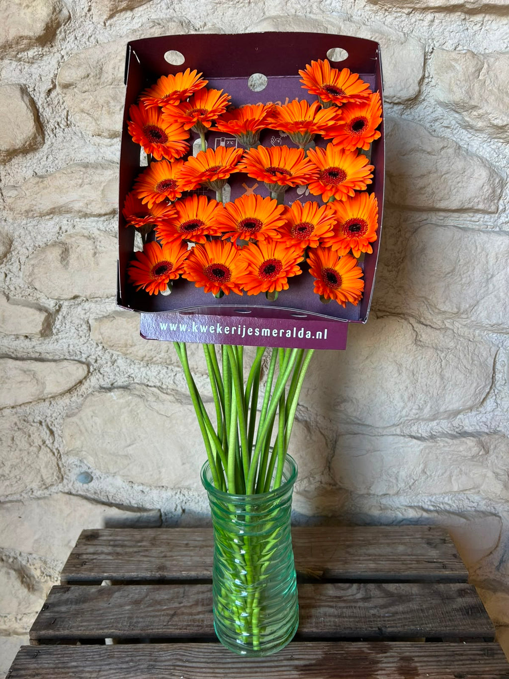Germini 'Allure' (Mini-Gerbera) – Das leuchtende Hochzeitshighlight in sattem Orange (10er-Bund)