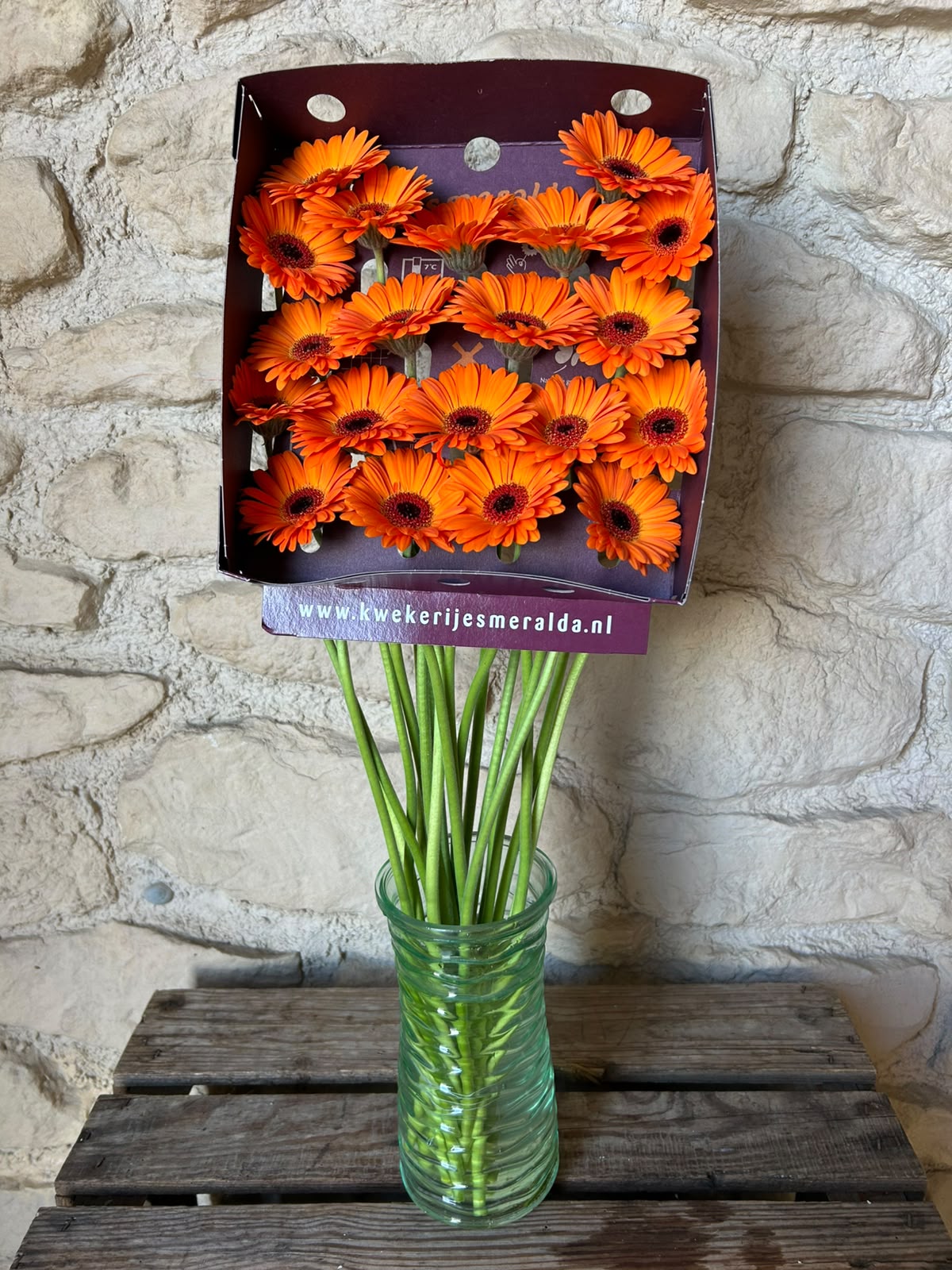 Germini 'Allure' (Mini-Gerbera) – Das leuchtende Hochzeitshighlight in sattem Orange (10er-Bund)