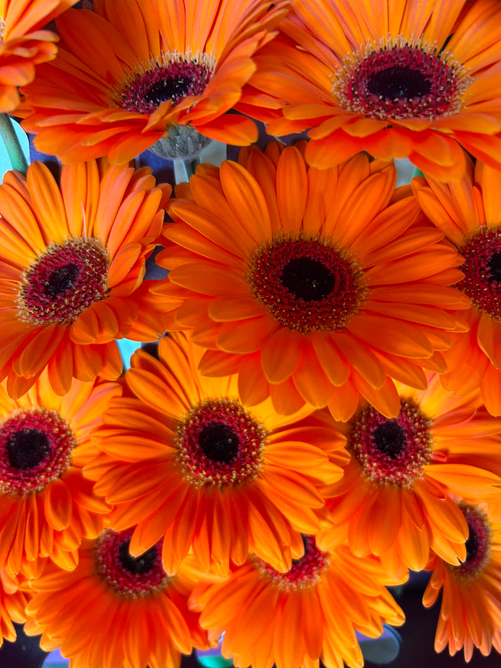 Germini 'Allure' (Mini-Gerbera) – Das leuchtende Hochzeitshighlight in sattem Orange (10er-Bund)