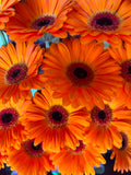 Germini 'Allure' (Mini-Gerbera) – Das leuchtende Hochzeitshighlight in sattem Orange (10er-Bund)