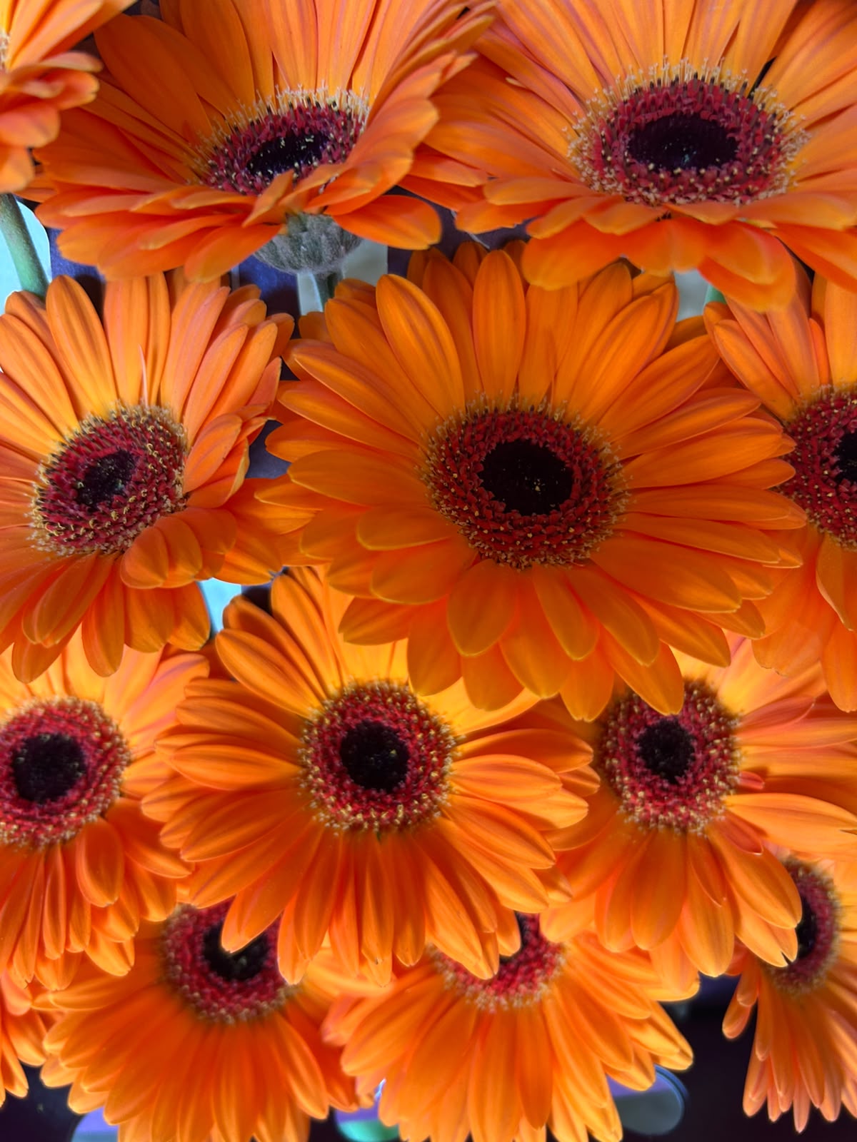 Germini 'Allure' (Mini-Gerbera) – Das leuchtende Hochzeitshighlight in sattem Orange (10er-Bund)