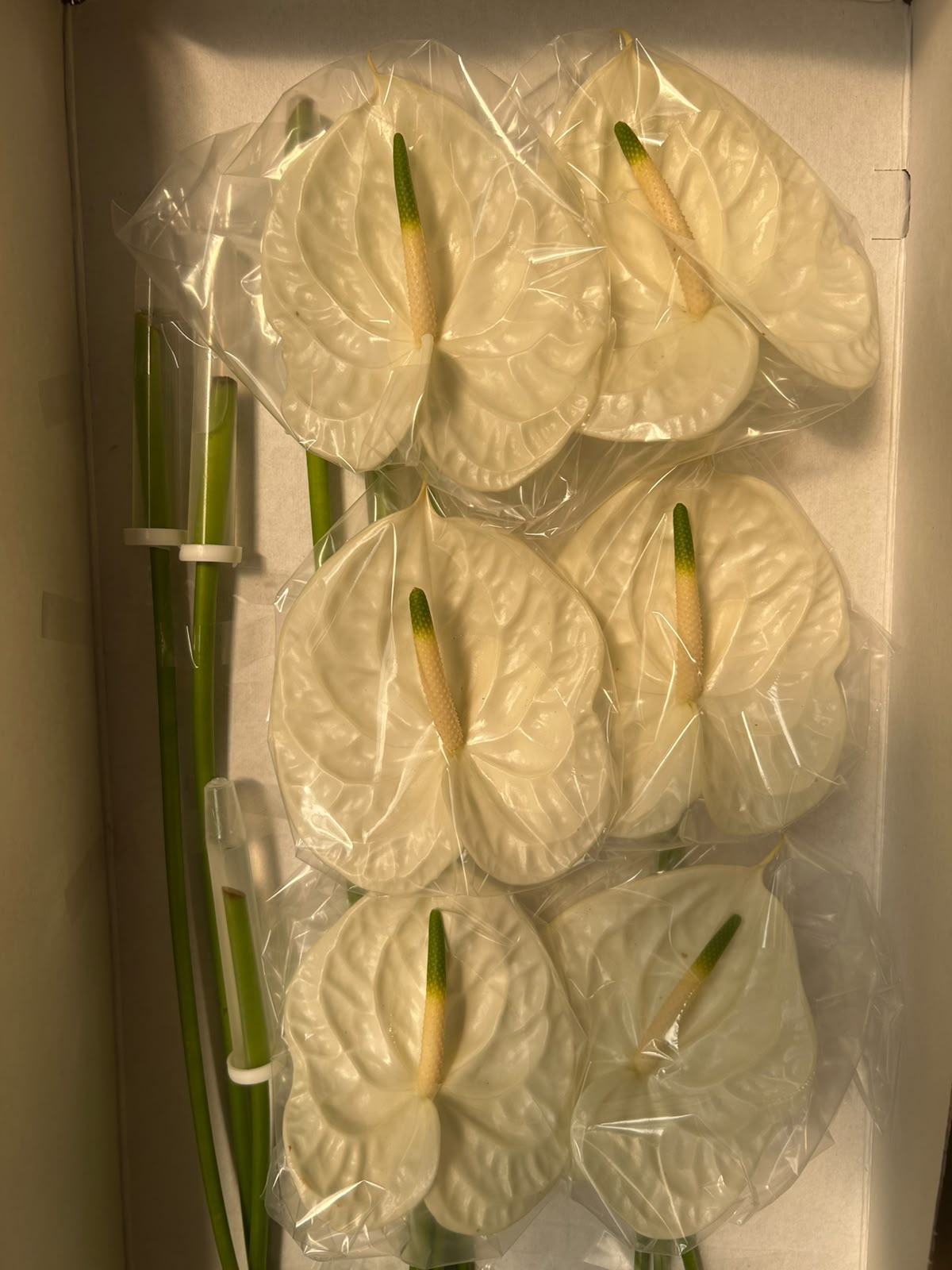 Anthurium 'Graciosa' (Weiß) – Das skulpturale Luxus-Highlight in elegantem Elfenbein-Weiß für moderne Dekorationen (12er-Karton)
