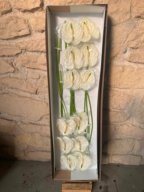 Anthurium 'Graciosa' (Weiß) – Das skulpturale Luxus-Highlight in elegantem Elfenbein-Weiß für moderne Dekorationen (12er-Karton)