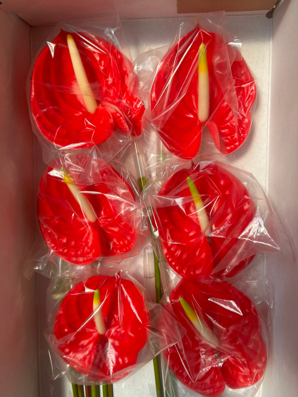 Anthurium 'Tropical' (Rot) – Das extravagante Luxus-Highlight für moderne und architektonische Dekorationen (12er-Karton)