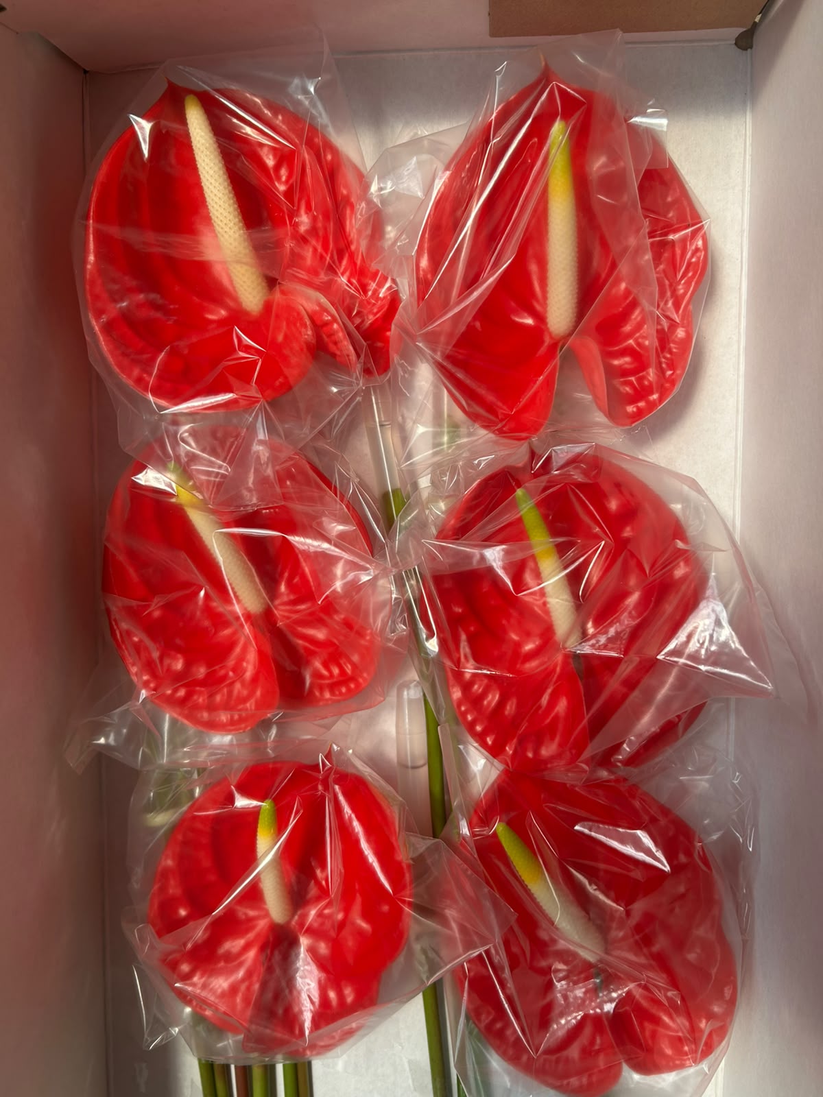 Anthurium 'Tropical' (Rot) – Das extravagante Luxus-Highlight für moderne und architektonische Dekorationen (12er-Karton)