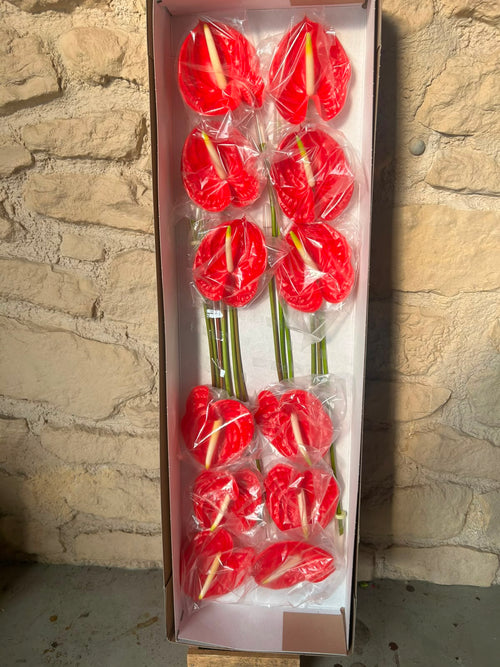 Anthurium 'Tropical' (Rot) – Das extravagante Luxus-Highlight für moderne und architektonische Dekorationen (12er-Karton)