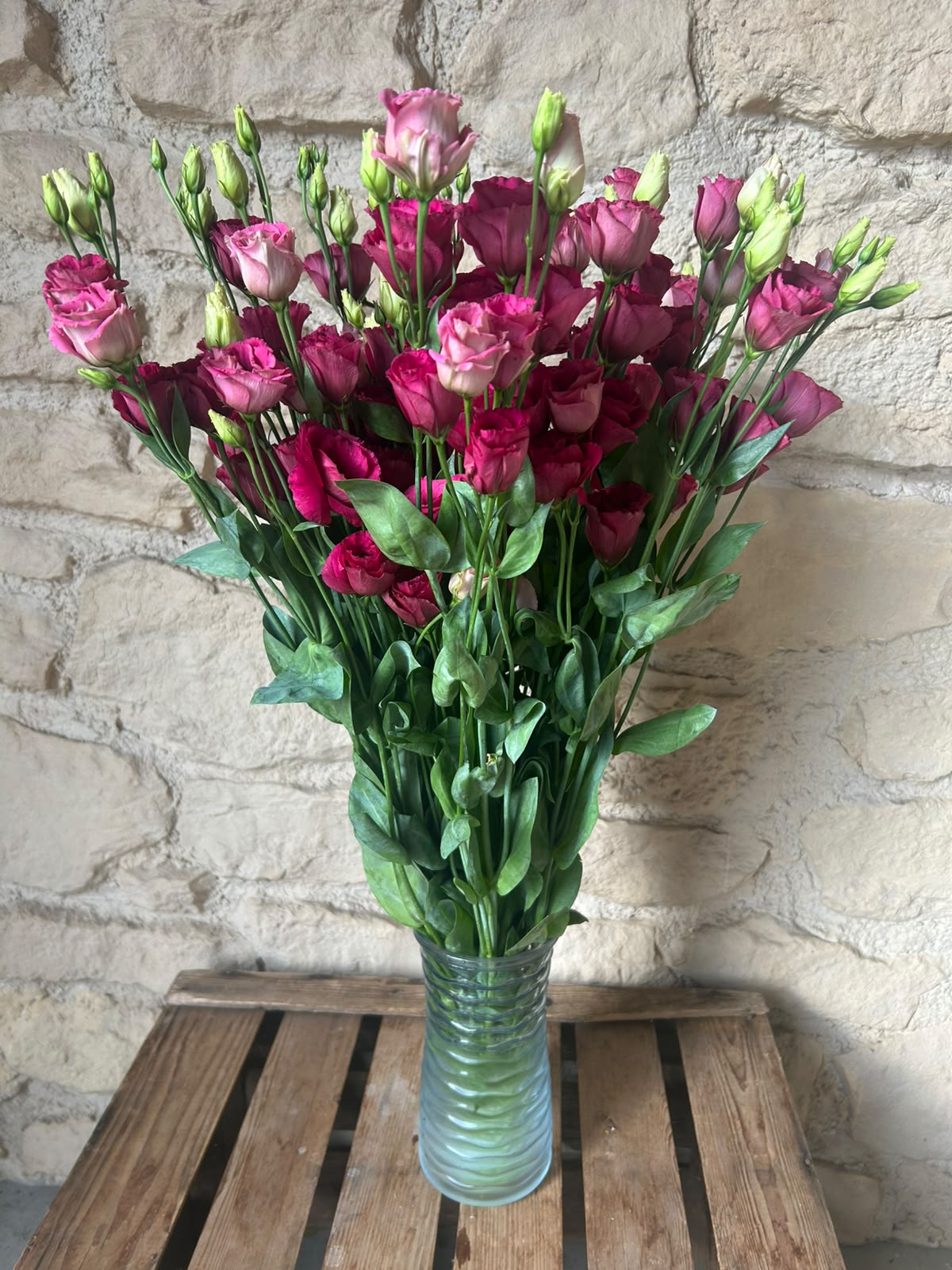 Lisianthus Arosa Red – Samtrot | 10 Stiele