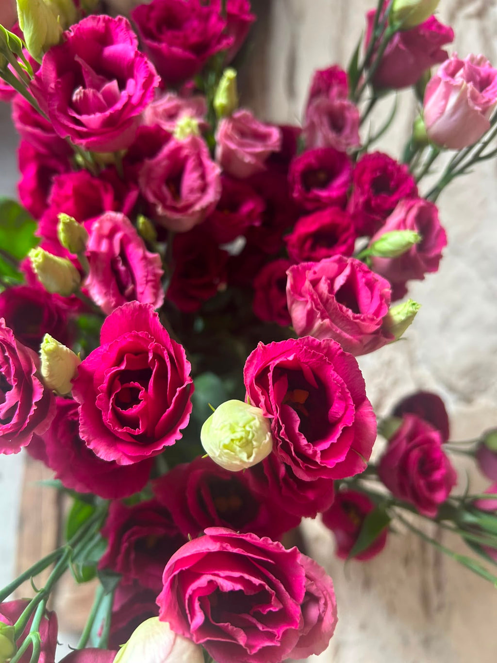 Lisianthus Arosa Red – Samtrot | 10 Stiele