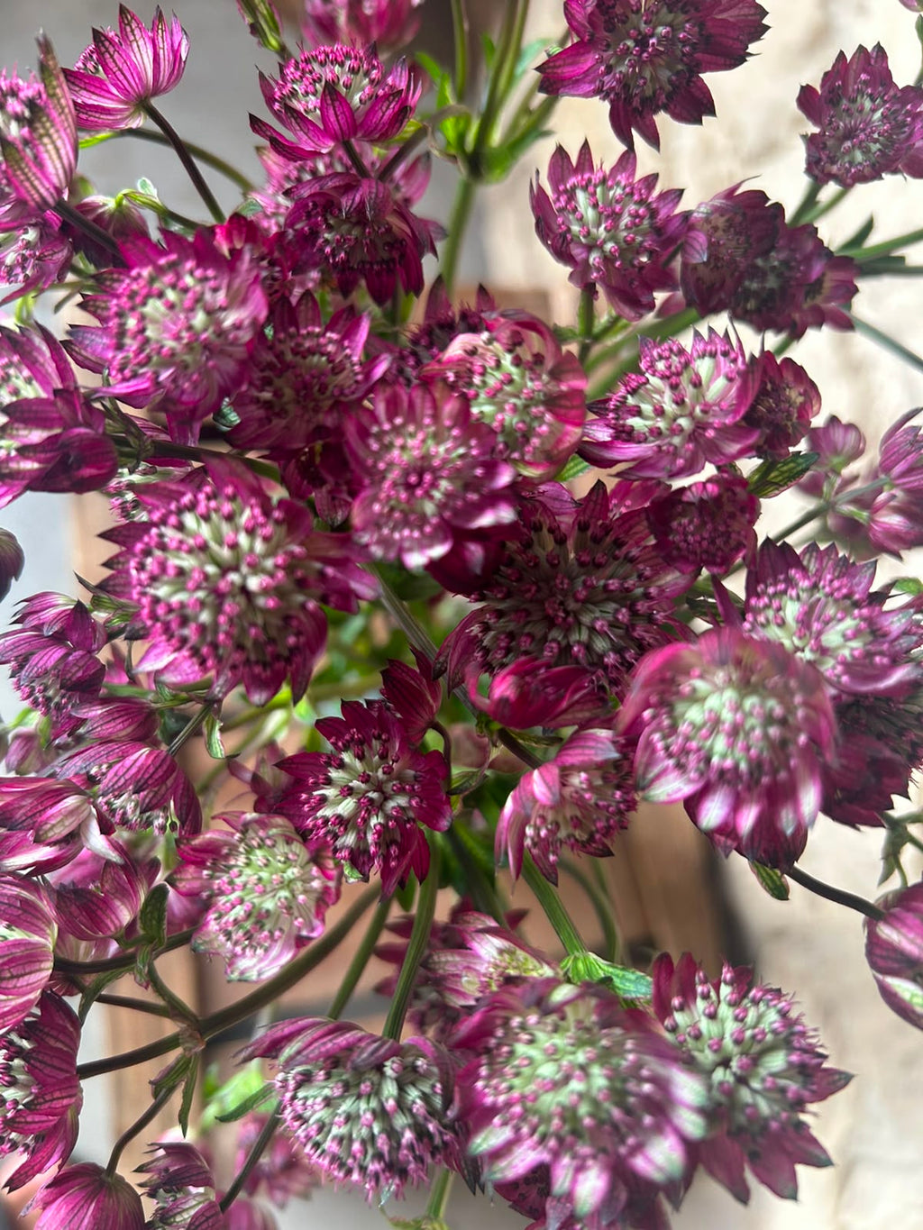 Astrantia Star of Joy – Pastell-Pink | 10 Stiele