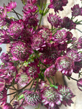 Astrantia Star of Joy – Pastell-Pink | 10 Stiele