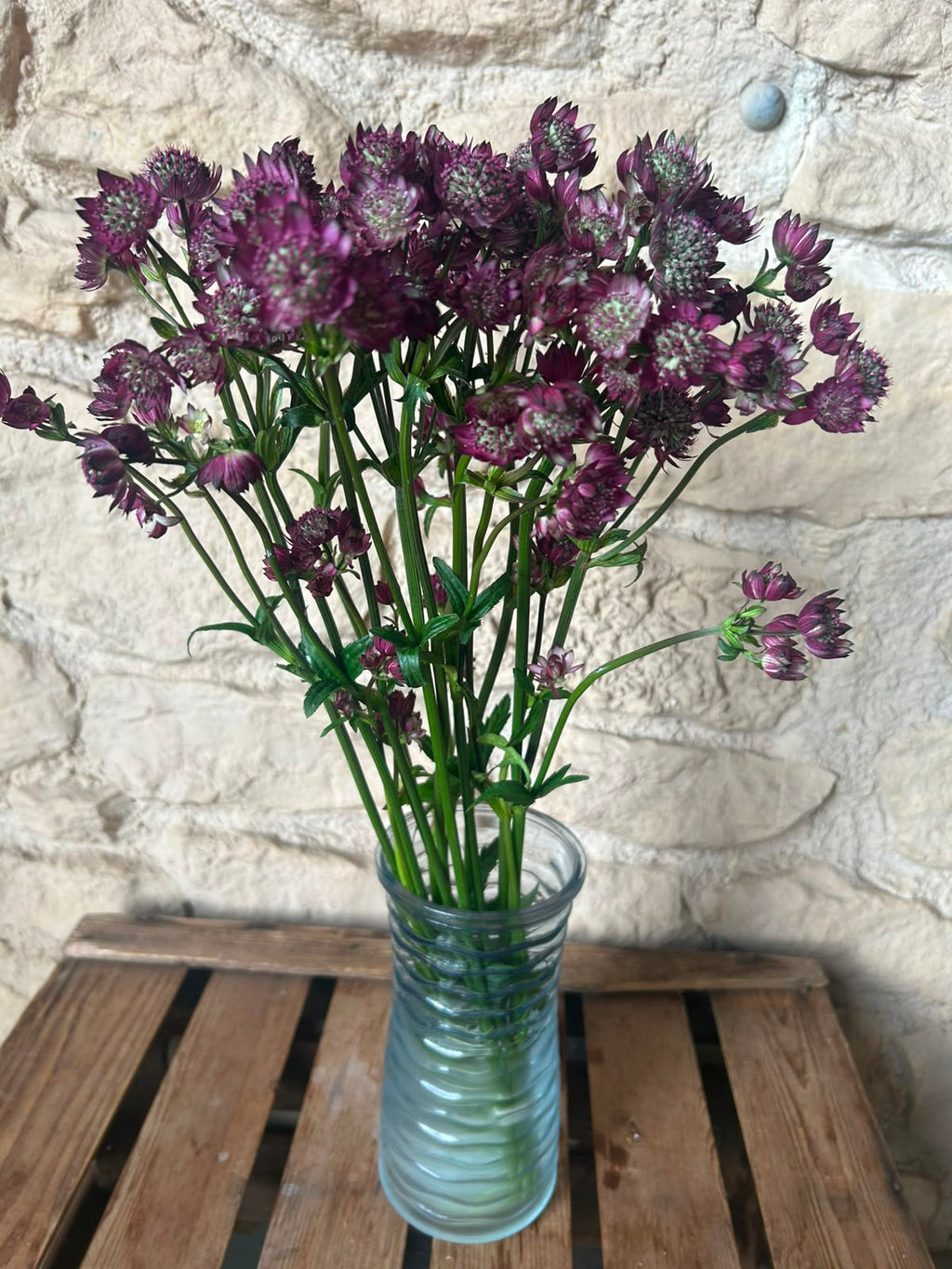 Astrantia Star of Joy – Pastell-Pink | 10 Stiele