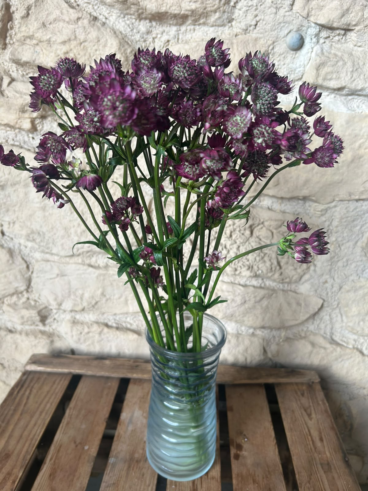 Astrantia Star of Joy – Pastell-Pink | 10 Stiele