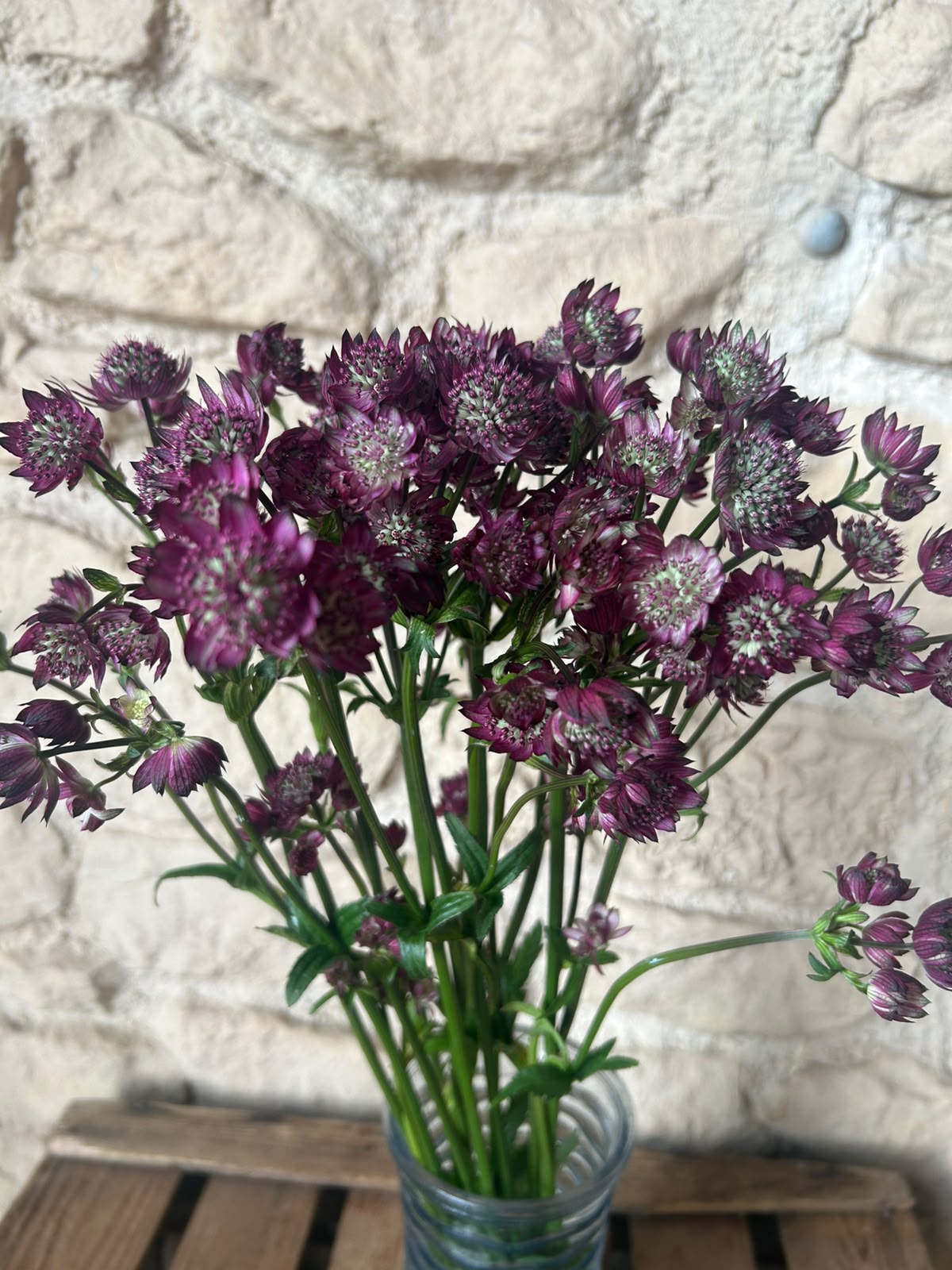 Astrantia Star of Joy – Pastell-Pink | 10 Stiele