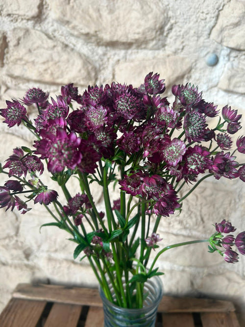 Astrantia Star of Joy – Pastell-Pink | 10 Stiele