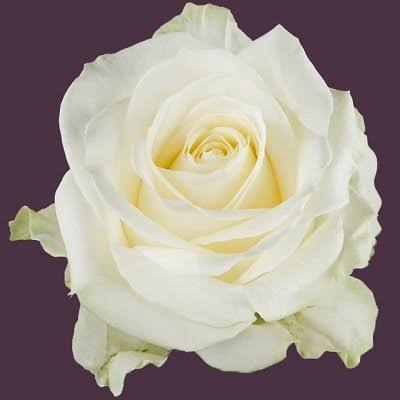 Rose 'Avalanche' (Reinweiß) – Die majestätische Königin der Hochzeitsrosen (10er-Bund)