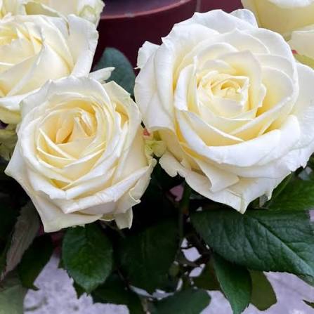 Rose 'Avalanche' (Reinweiß) – Die majestätische Königin der Hochzeitsrosen (10er-Bund)