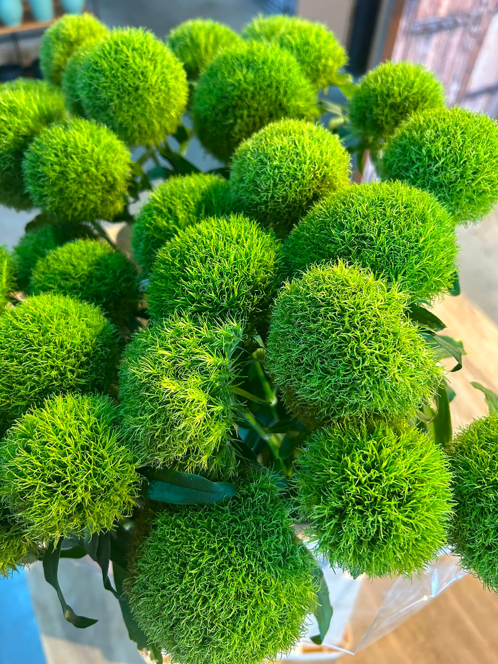 Bartnelke 'Green Trick' – Das moosige Deko-Wunder für moderne Natürlichkeit (10er-Bund)