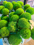 Bartnelke 'Green Trick' – Das moosige Deko-Wunder für moderne Natürlichkeit (10er-Bund)