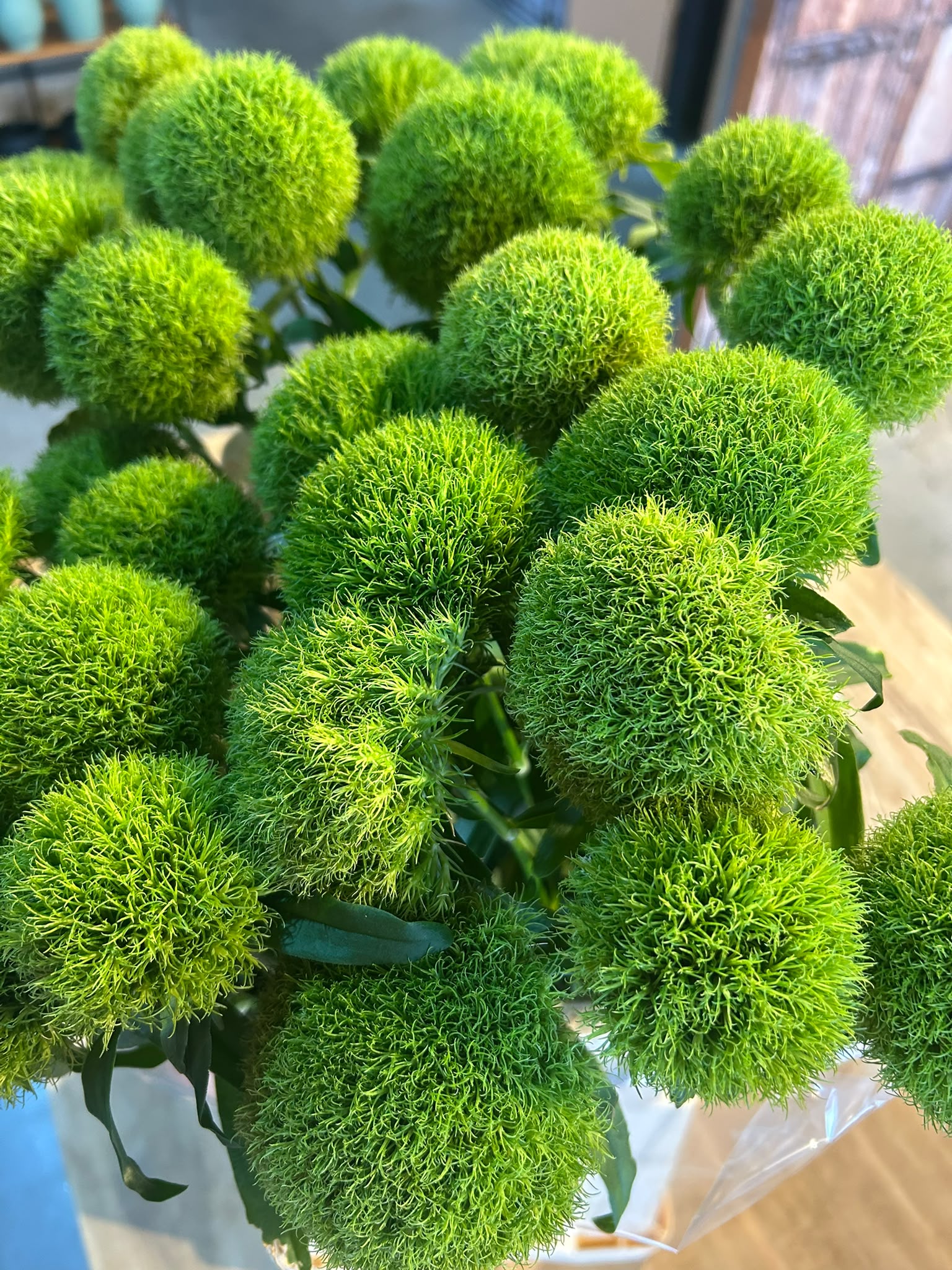 Bartnelke 'Green Trick' – Das moosige Deko-Wunder für moderne Natürlichkeit (10er-Bund)
