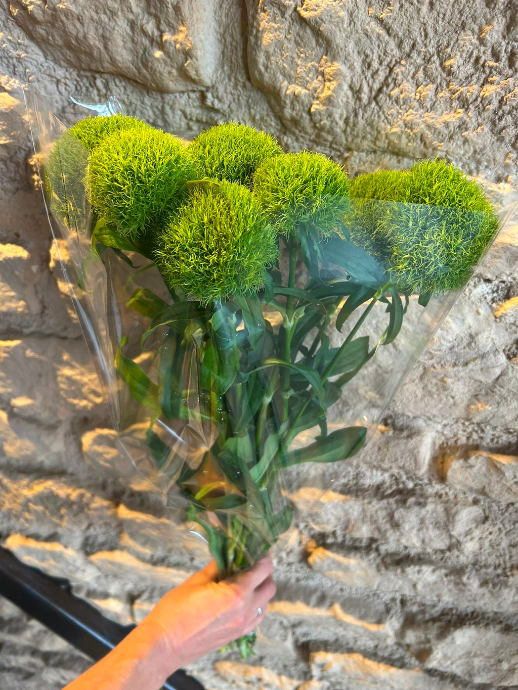Bartnelke 'Green Trick' – Das moosige Deko-Wunder für moderne Natürlichkeit (10er-Bund)