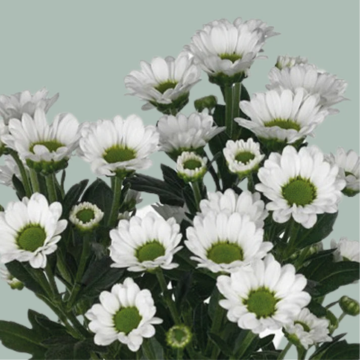 Santini 'Bouncer' (Mini-Chrysantheme) – Das weiß-grüne Blütenwunder (5er-Bund)