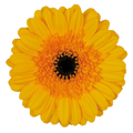 Germini 'Davidson' (Mini-Gerbera) – Das leuchtende Sonnenauge in sattem Gelb (10er-Bund)