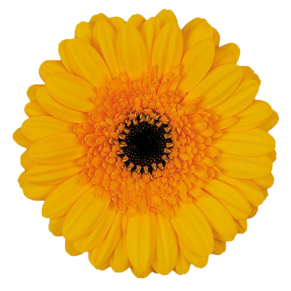 Germini 'Davidson' (Mini-Gerbera) – Das leuchtende Sonnenauge in sattem Gelb (10er-Bund)