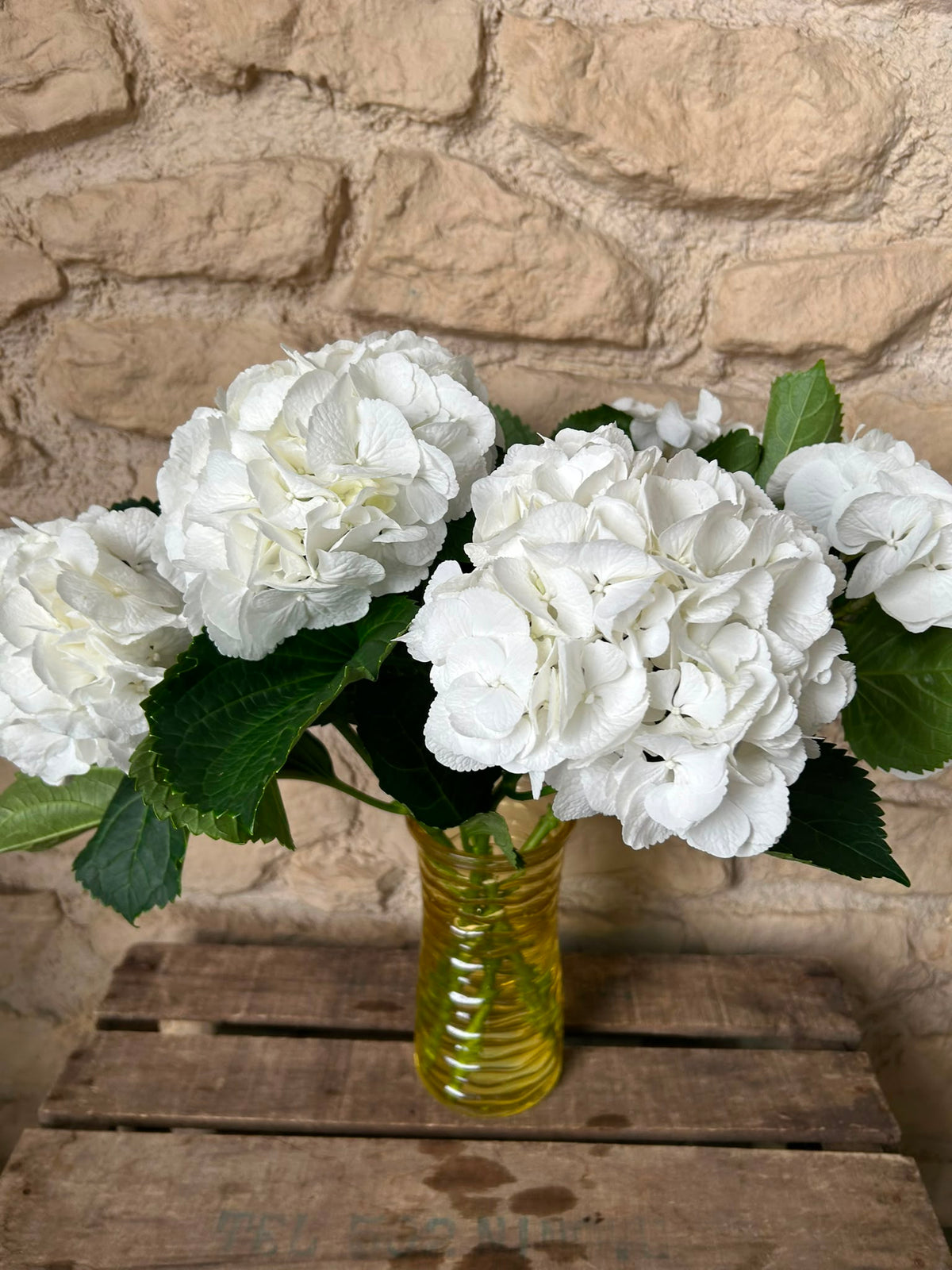Hortensie Schneeball Weiß – XL-Blüten 16–22 cm | 5 Stiele