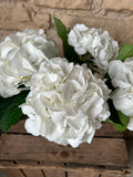 Hortensie Schneeball Weiß – XL-Blüten 16–22 cm | 5 Stiele