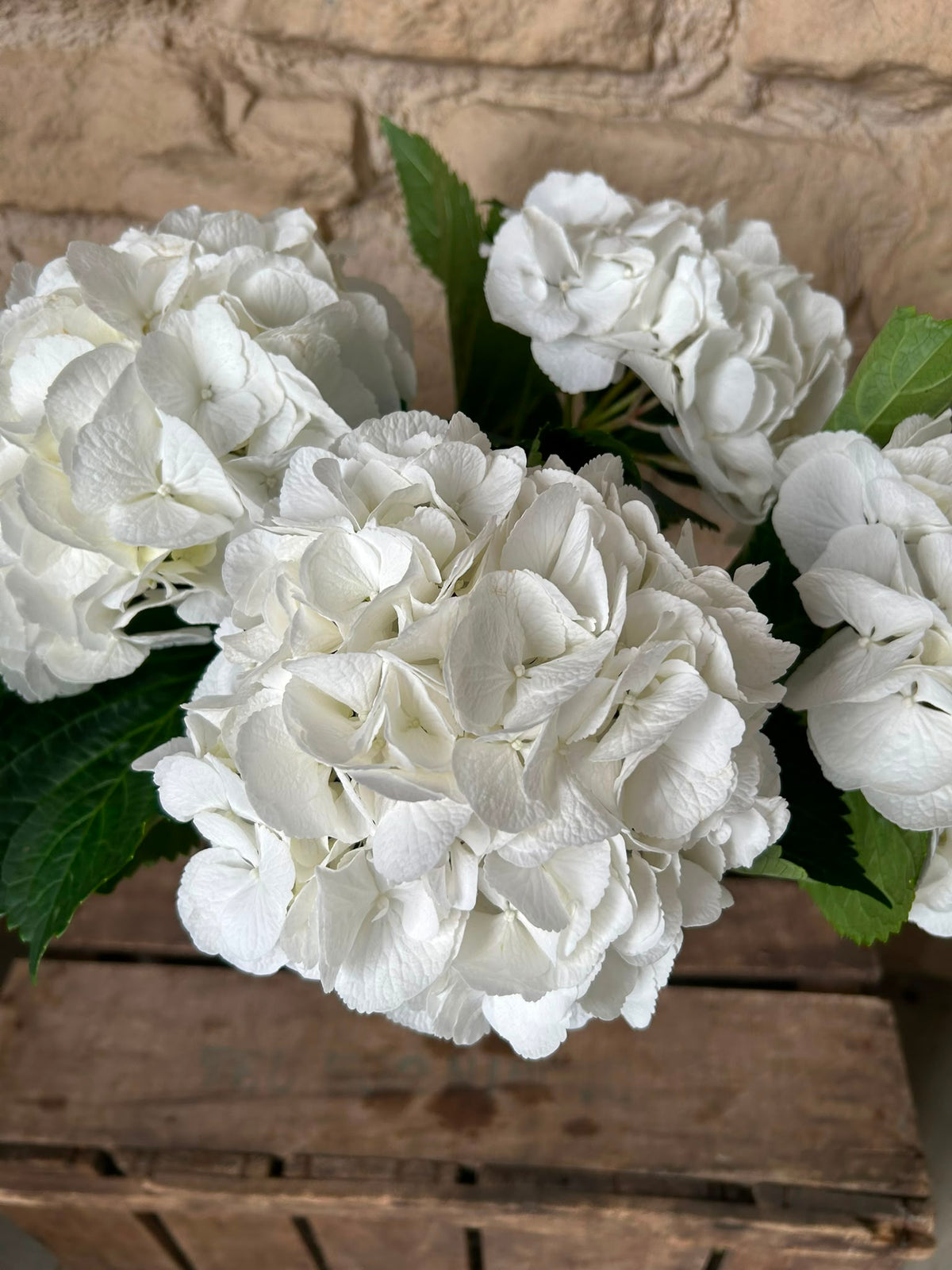 Hortensie Schneeball Weiß – XL-Blüten 16–22 cm | 5 Stiele