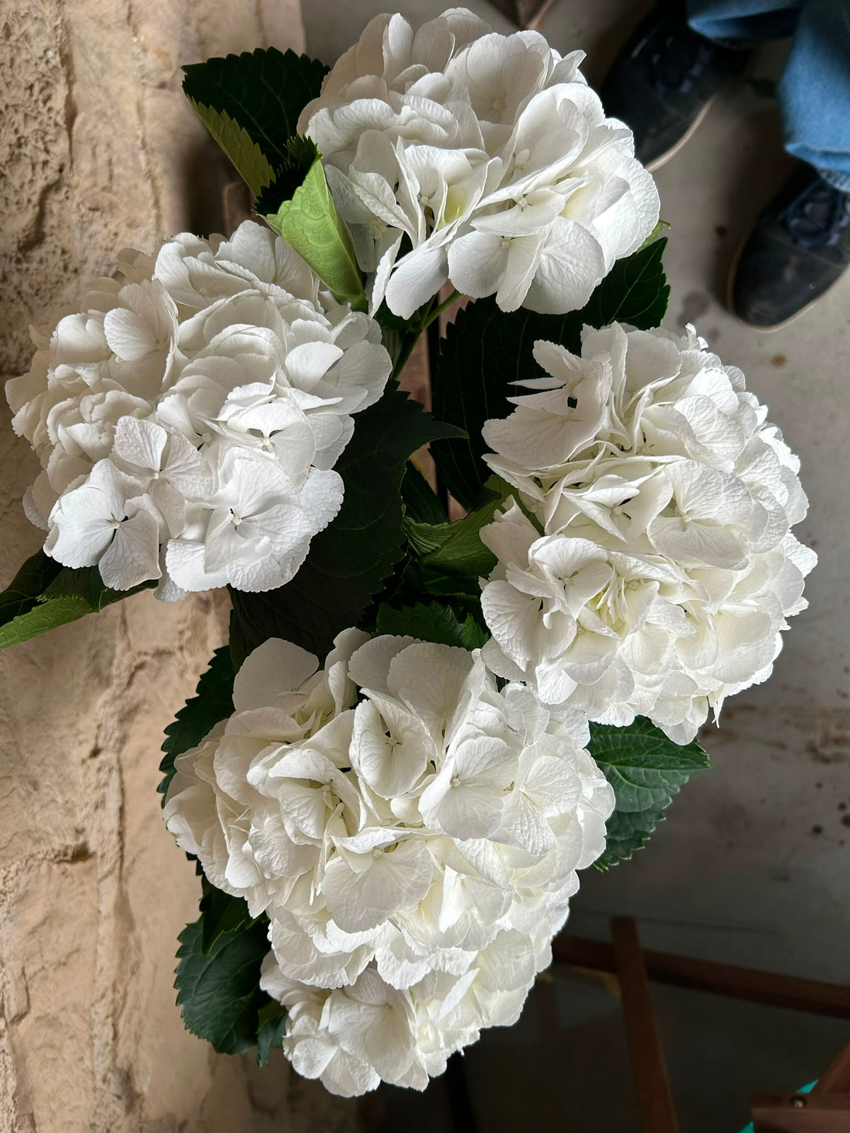 Hortensie Schneeball Weiß – XL-Blüten 16–22 cm | 5 Stiele