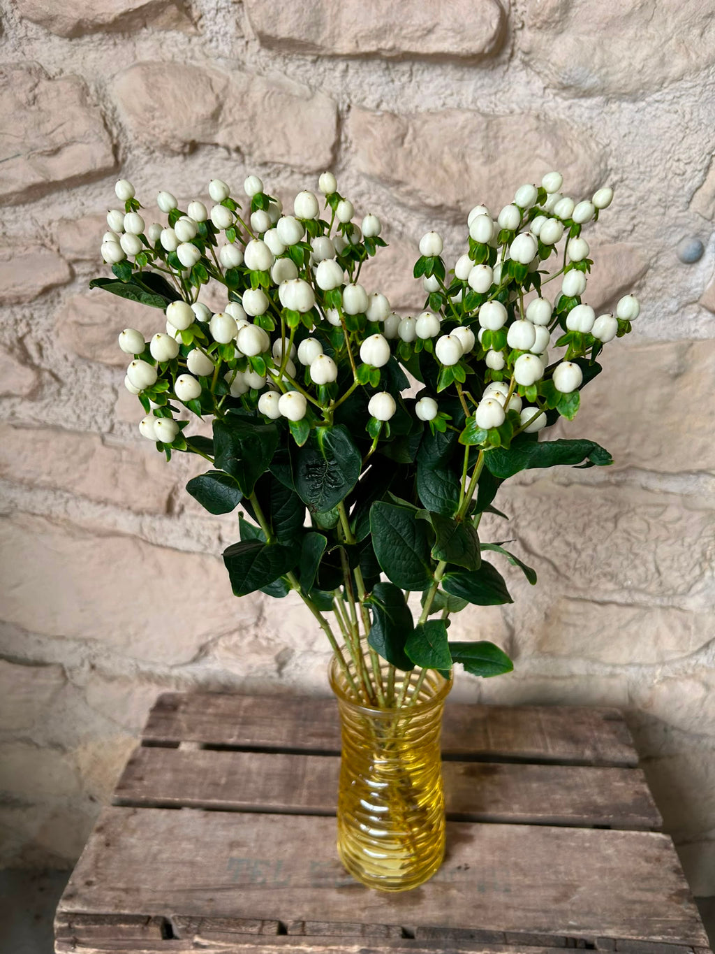 Hypericum Coco Uno – Weiße Zierbeeren | 10 Stiele, 50–60 cm