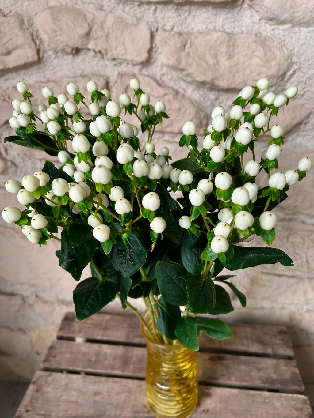 Hypericum Coco Uno – Weiße Zierbeeren | 10 Stiele, 50–60 cm