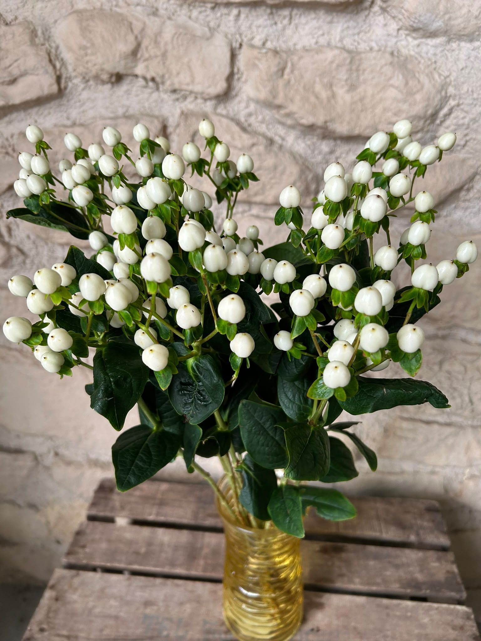 Hypericum Coco Uno – Weiße Zierbeeren | 10 Stiele, 50–60 cm