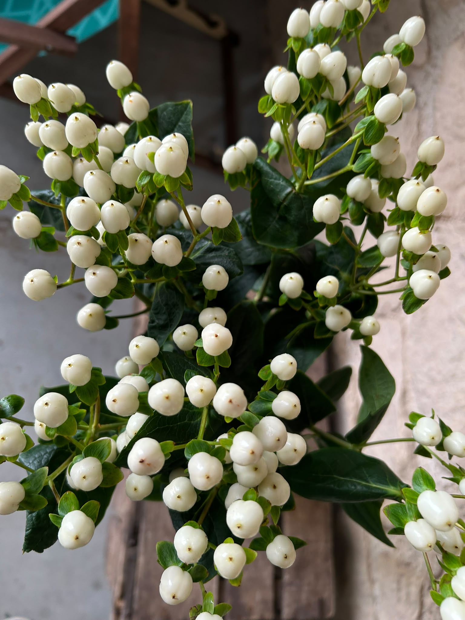 Hypericum Coco Uno – Weiße Zierbeeren | 10 Stiele, 50–60 cm