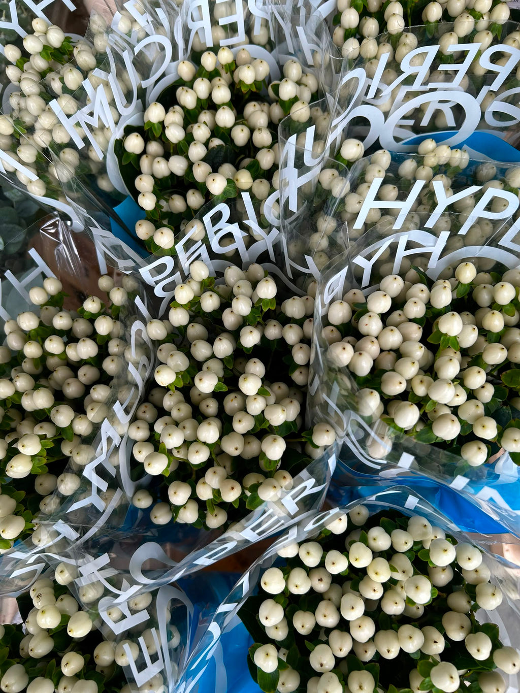 Hypericum Coco Uno – Weiße Zierbeeren | 10 Stiele, 50–60 cm