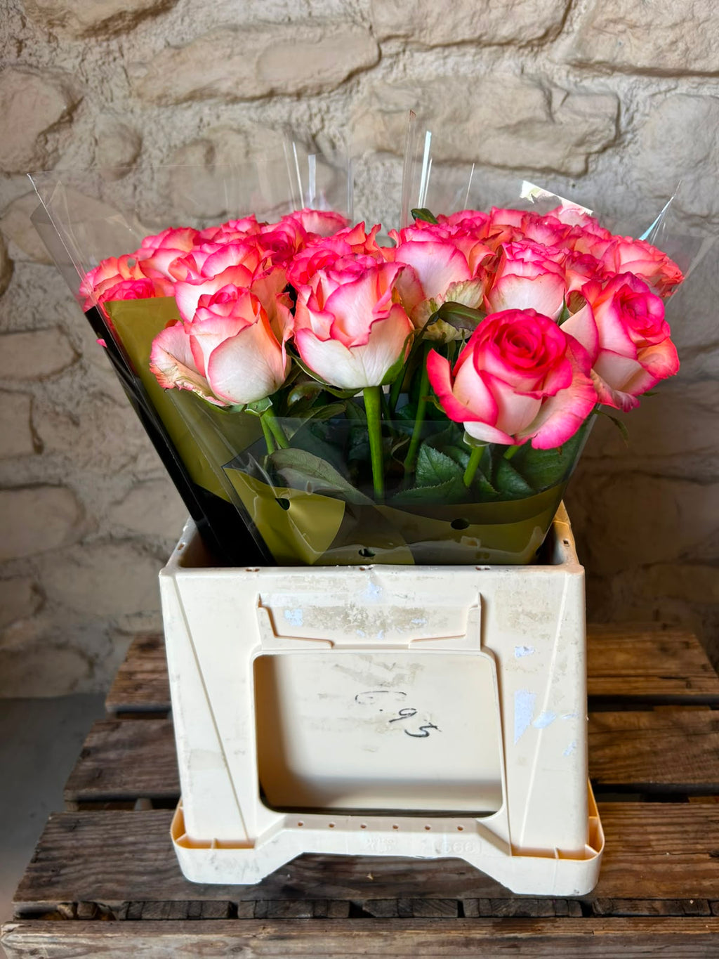 Rose 'Jumilia' (Weiß-Pink) – Der extravagante Eyecatcher mit spektakulärem Farbkontrast für moderne DIY-Hochzeiten (10er-Bund / 40 /50 cm)