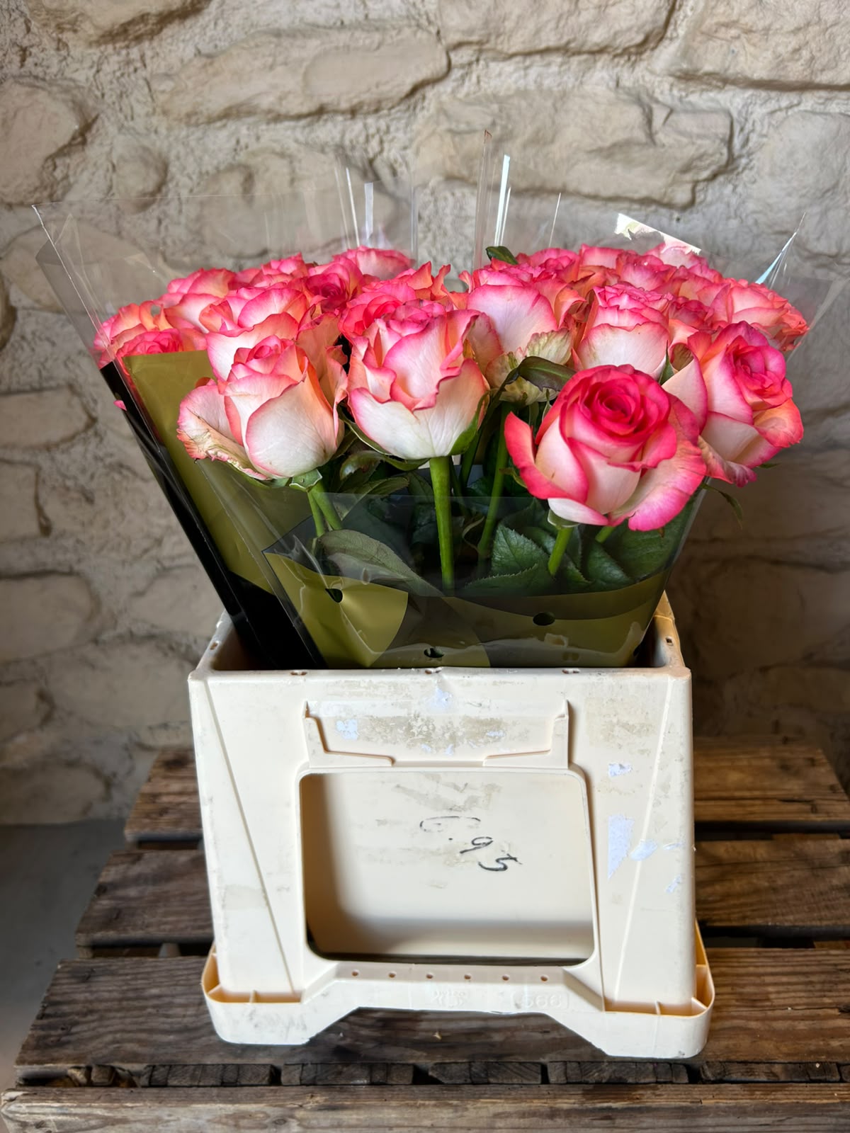 Rose 'Jumilia' (Weiß-Pink) – Der extravagante Eyecatcher mit spektakulärem Farbkontrast für moderne DIY-Hochzeiten (10er-Bund / 40 /50 cm)