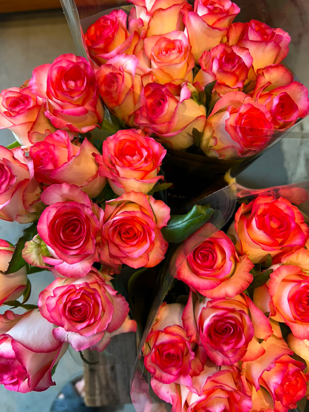 Rose 'Jumilia' (Weiß-Pink) – Der extravagante Eyecatcher mit spektakulärem Farbkontrast für moderne DIY-Hochzeiten (10er-Bund / 40 /50 cm)