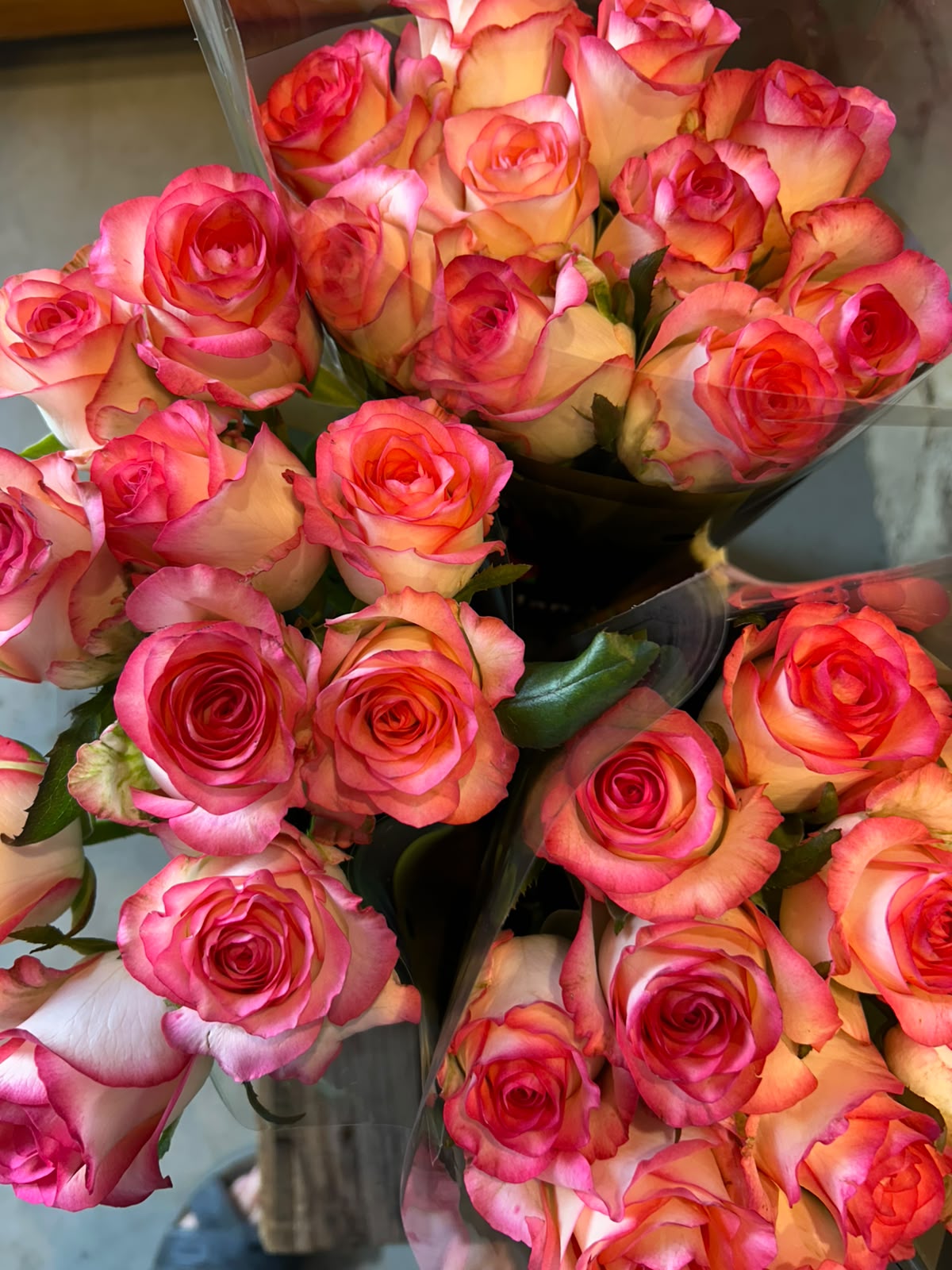 Rose 'Jumilia' (Weiß-Pink) – Der extravagante Eyecatcher mit spektakulärem Farbkontrast für moderne DIY-Hochzeiten (10er-Bund / 40 /50 cm)
