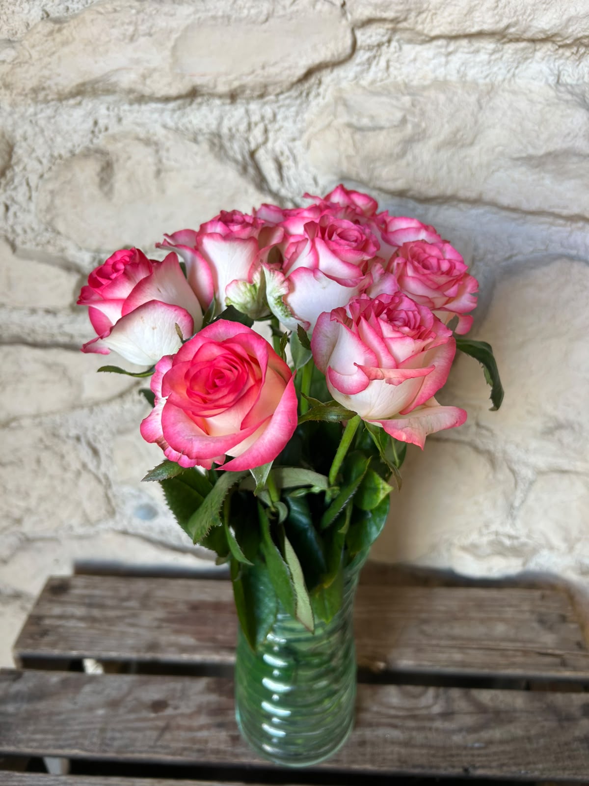 Rose 'Jumilia' (Weiß-Pink) – Der extravagante Eyecatcher mit spektakulärem Farbkontrast für moderne DIY-Hochzeiten (10er-Bund / 40 /50 cm)