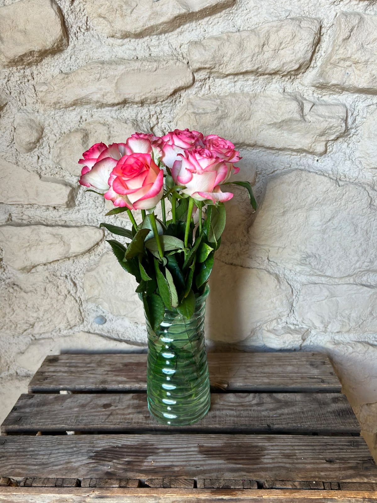 Rose 'Jumilia' (Weiß-Pink) – Der extravagante Eyecatcher mit spektakulärem Farbkontrast für moderne DIY-Hochzeiten (10er-Bund / 40 /50 cm)